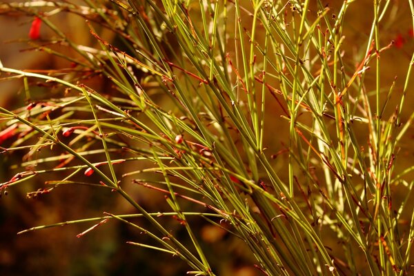 Plantes de printemps sur le bureau