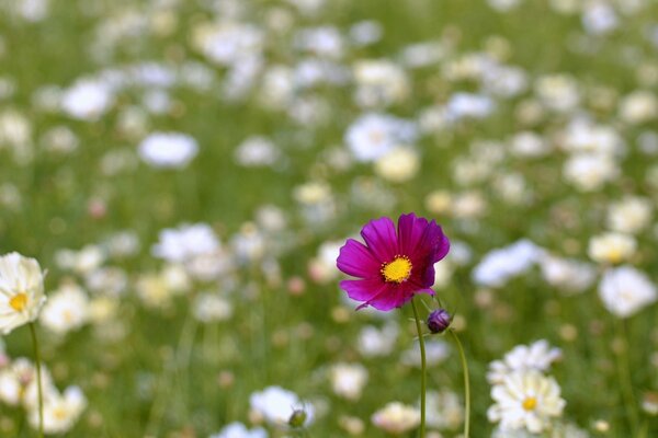 Fleur pourpre dans le champ