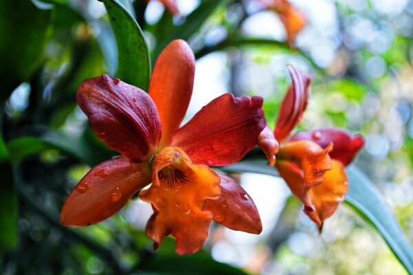 Wild plants. Orange flower