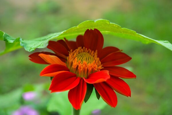 Flor roja macro en el campo