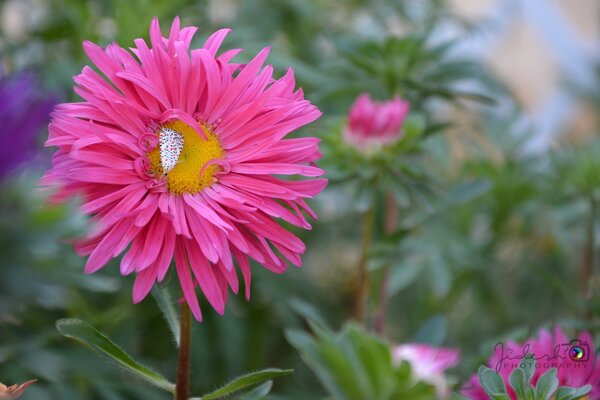 Rosa Blume. Flora. Sommer Natur