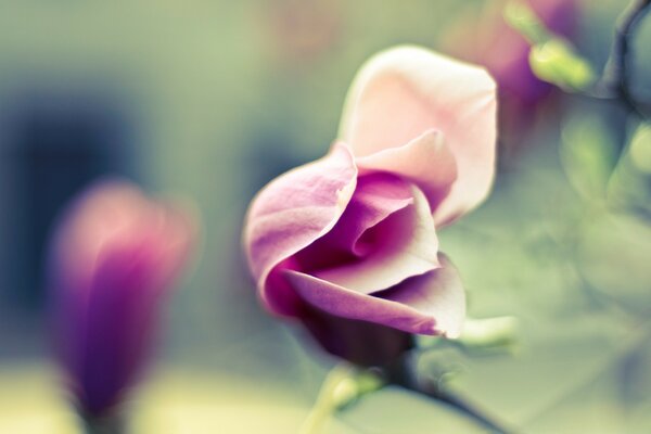 Photo douce de fleur d été