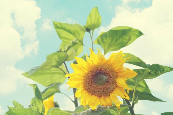 Tournesol dans la journée d été