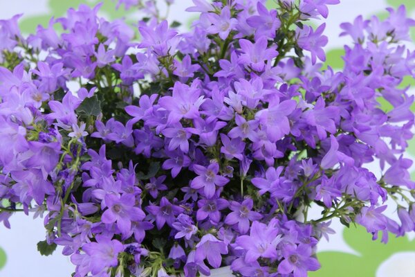 Bouquet of purple flowers in the garden