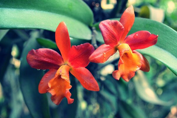 Orquídeas rojas. Trópico. Flora