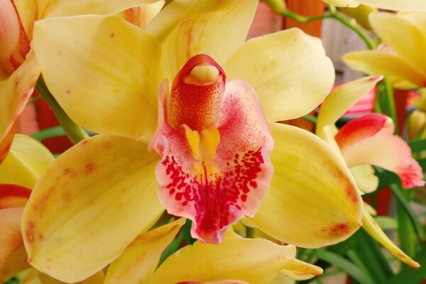 Yellow orchids. Tropical flowers