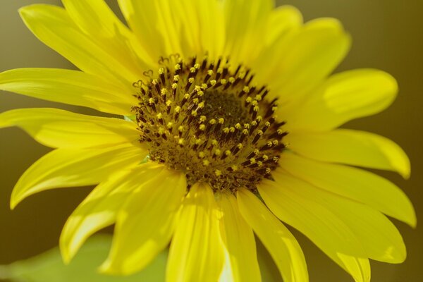 Macro shooting of a yellow flower in the field