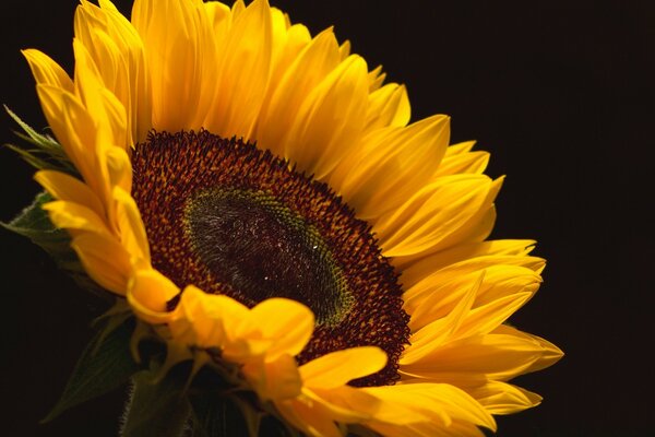 Flor de girasol sobre fondo negro