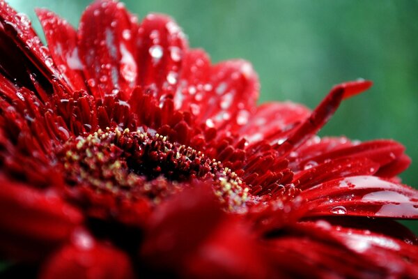 Flor roja filmada en modo macro