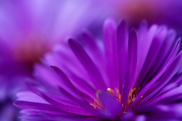 Macro flor púrpura con pétalos