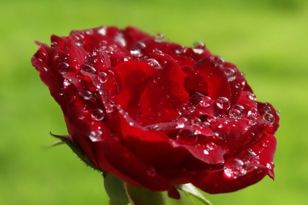 Red flower with dew drops