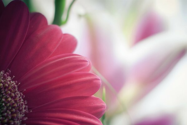 Pembe gerbera. Narin bir çiçek. Doğa