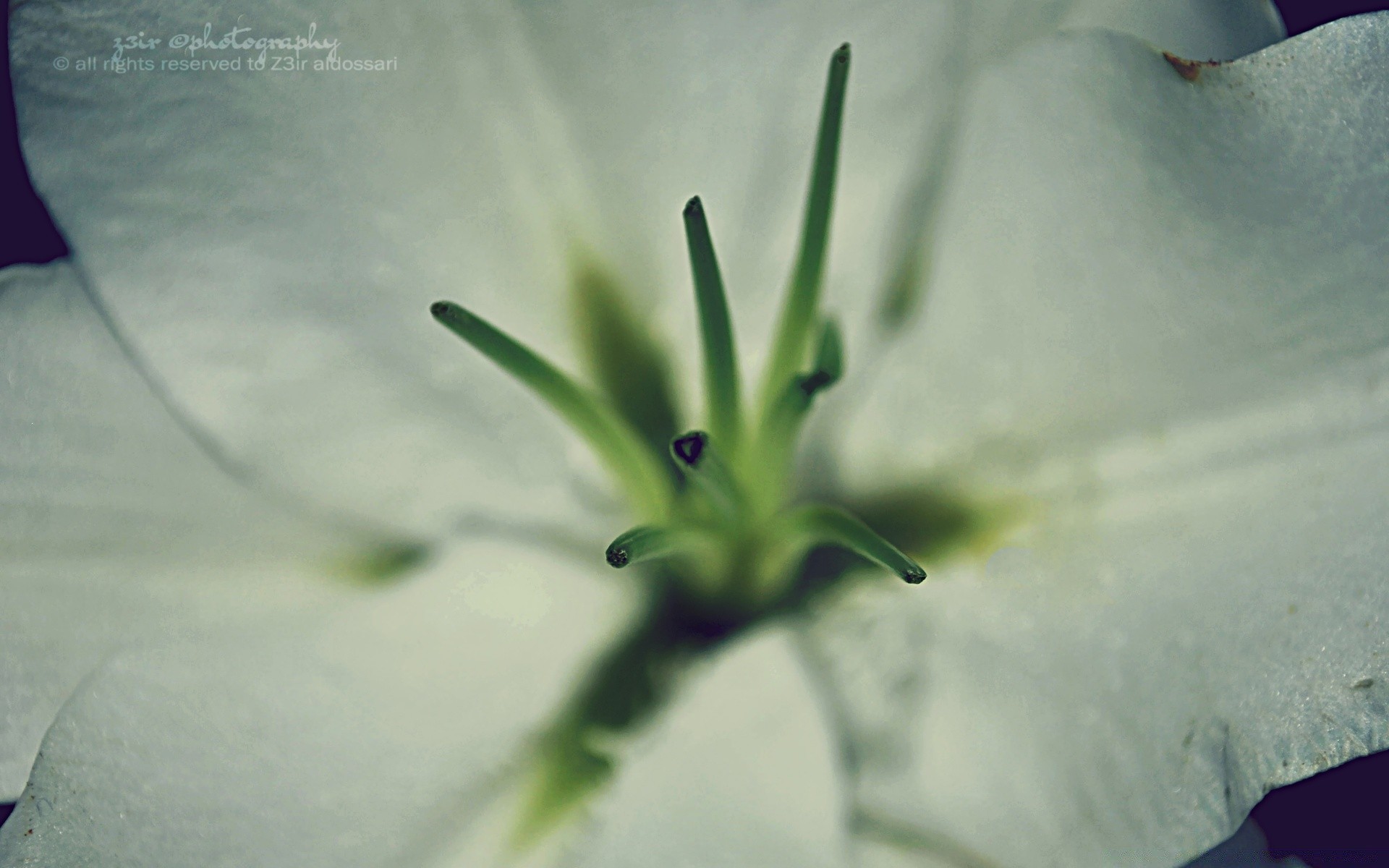 blumen unschärfe blume natur tropfen regen wasser flora sommer stillleben blatt garten aufstieg im freien dof abstrakt licht