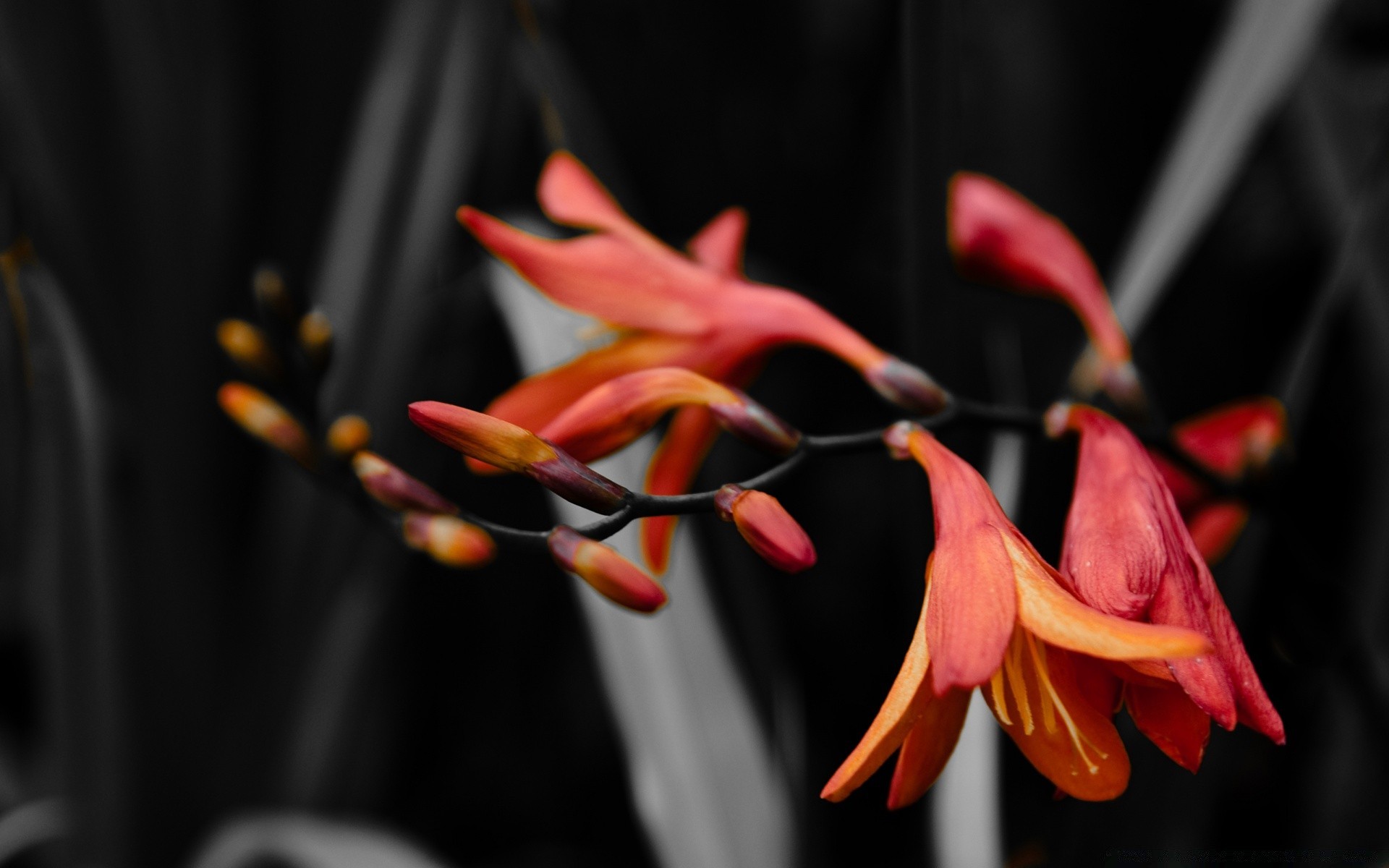 kwiaty kwiat natura flora liść kolor ogród bluming płatek na zewnątrz piękny