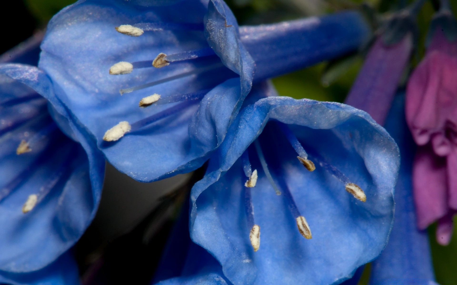 kwiaty kwiat natura na zewnątrz liść lato flora płatek kwiatowy rozmycie