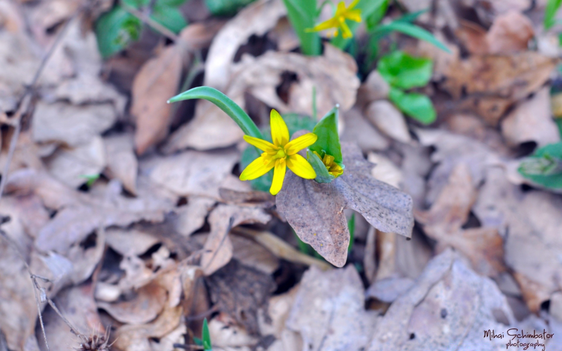 fleurs nature feuille flore saison fleur jardin sol extérieur été gros plan environnement bois pétale lumineux floral croissance peu bureau couleur