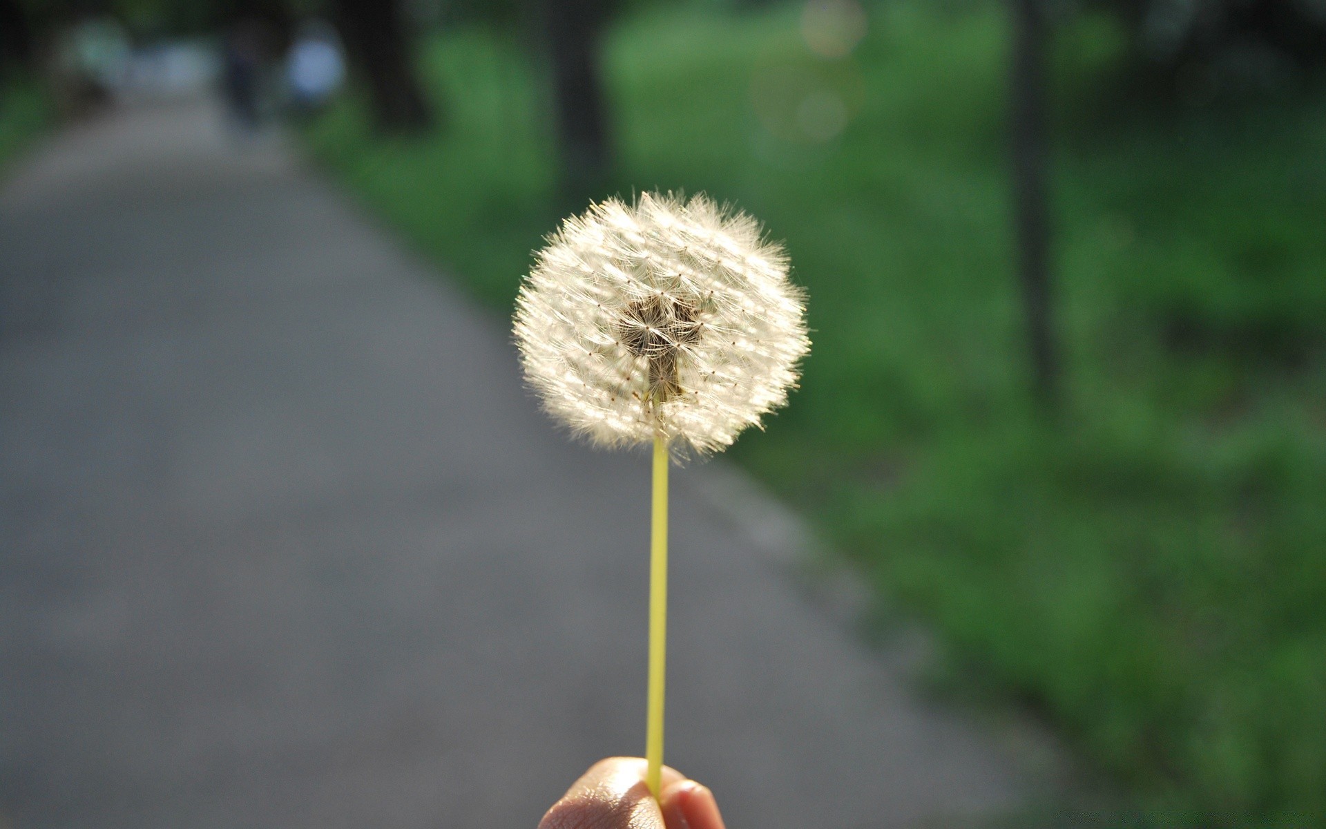 flowers nature flower summer outdoors blur grass flora leaf