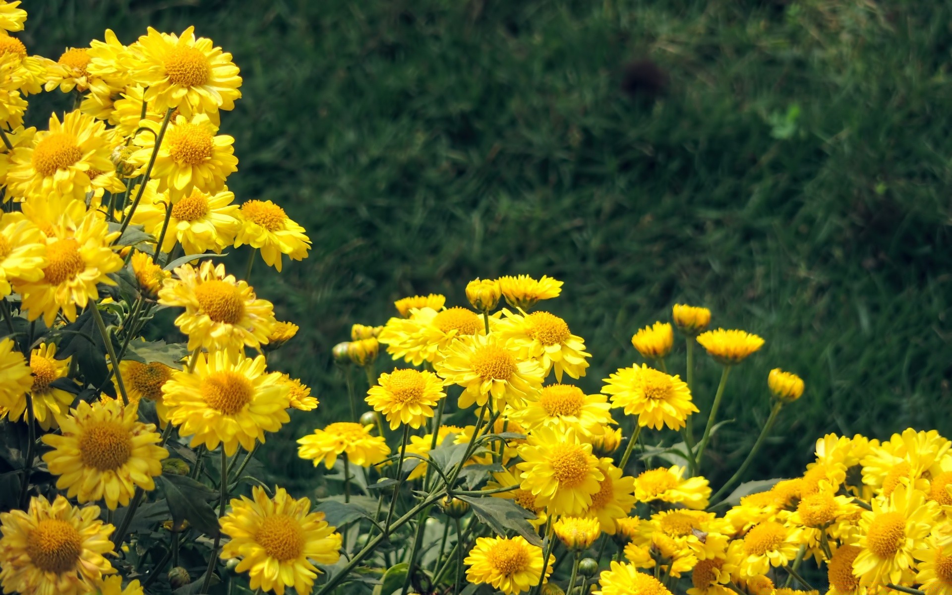 flowers nature flower summer flora field hayfield floral bright growth blooming season leaf rural petal color garden fair weather grass sunny