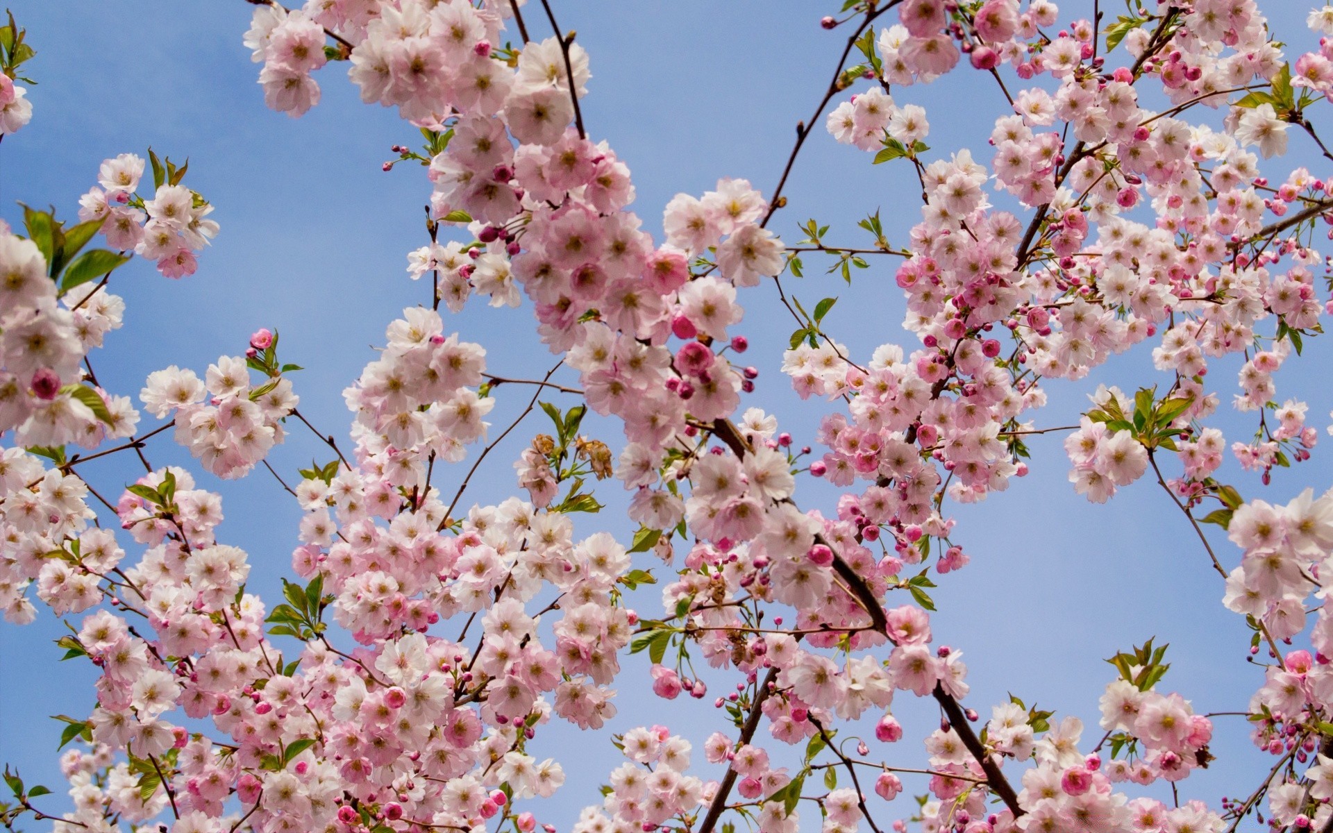 flowers flower cherry branch tree flora season blooming nature petal springtime floral bud garden close-up plum color growth bright apple