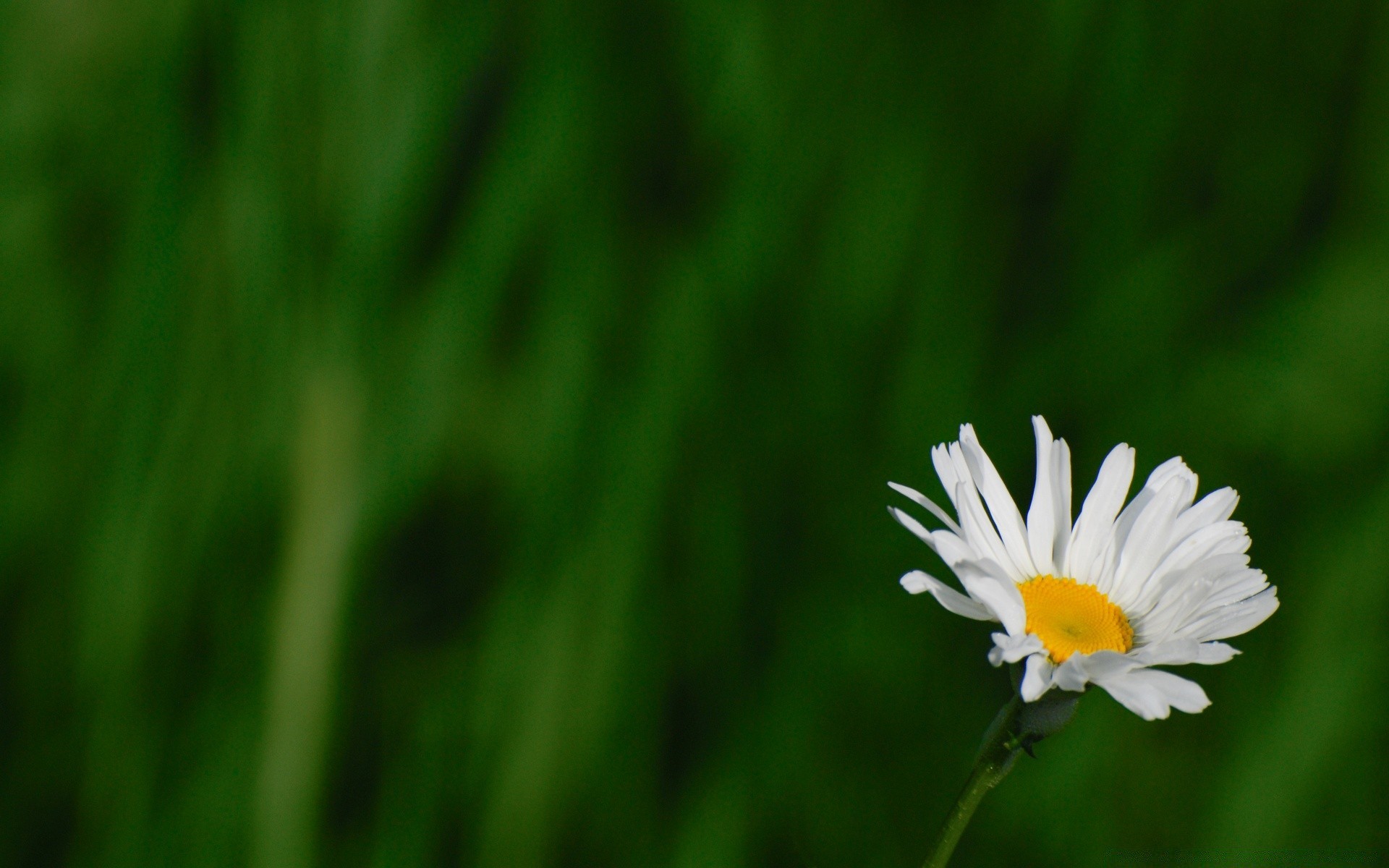 kwiaty natura flora wzrost trawa liść lato ogród sianokosy pole jasny dobra pogoda kwiat trawnik wiejski