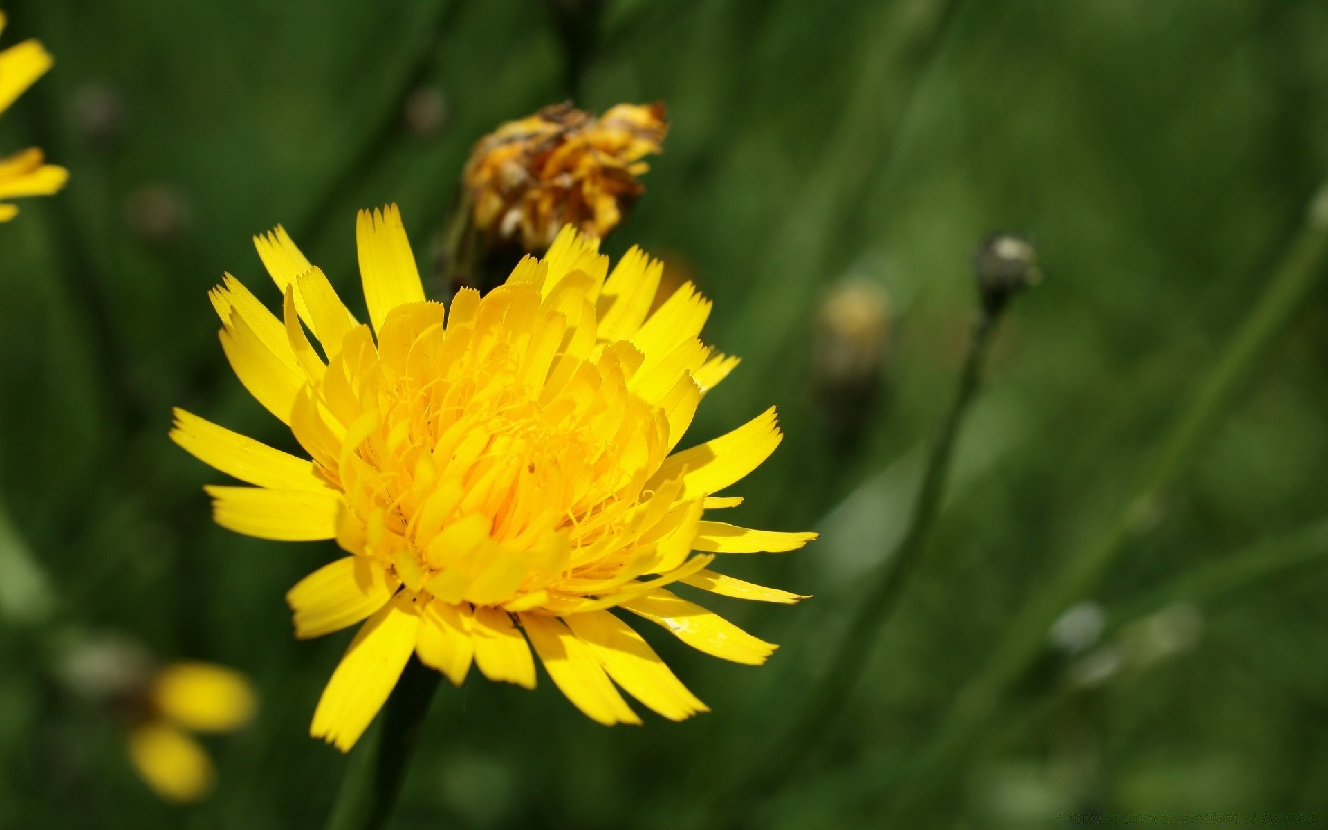 flowers nature flower summer flora outdoors grass bright garden leaf hayfield field petal growth fair weather color blooming floral