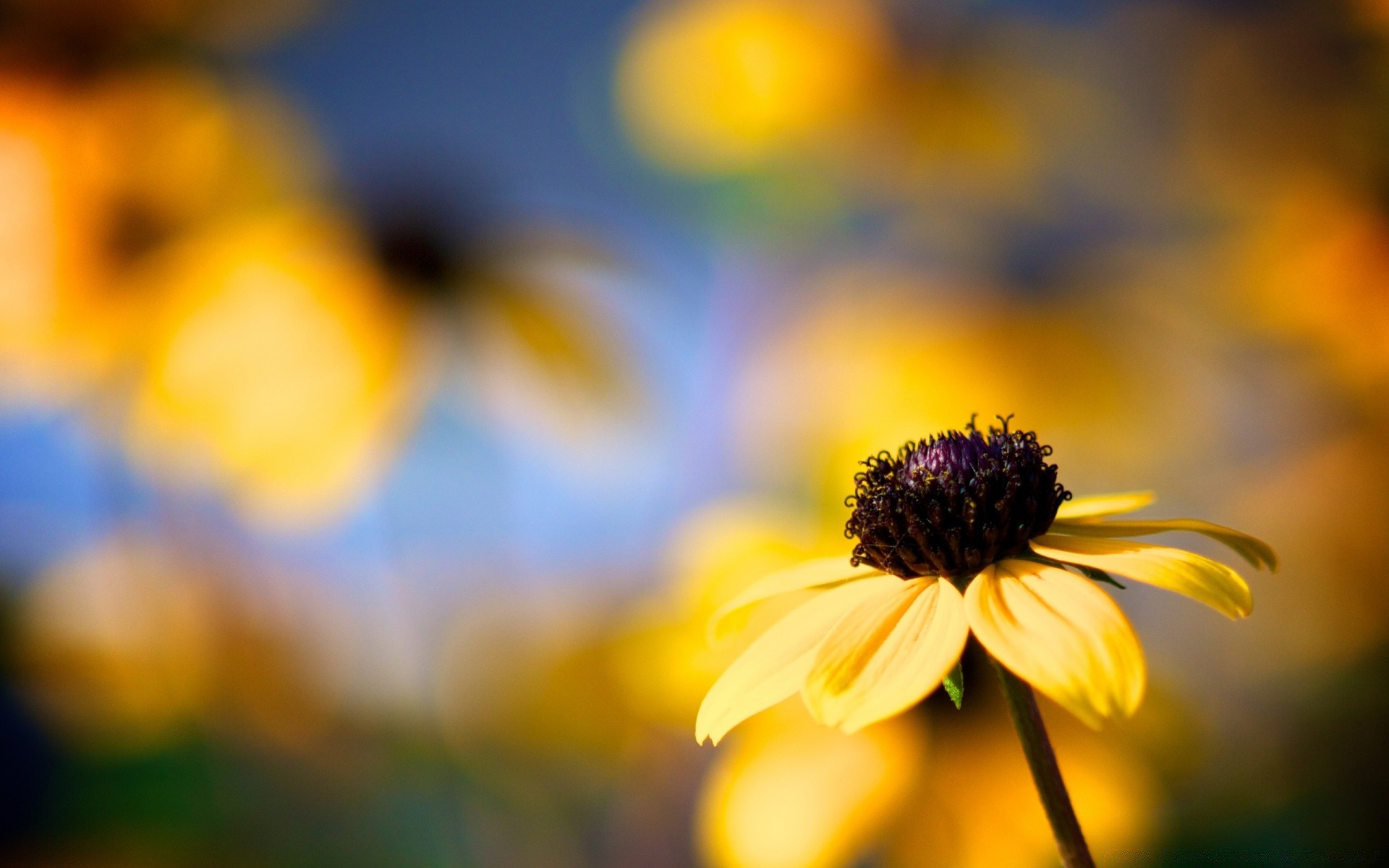 flores borrão natureza flor flora verão brilhante jardim folha cor bom tempo dof sol ao ar livre campo crescimento