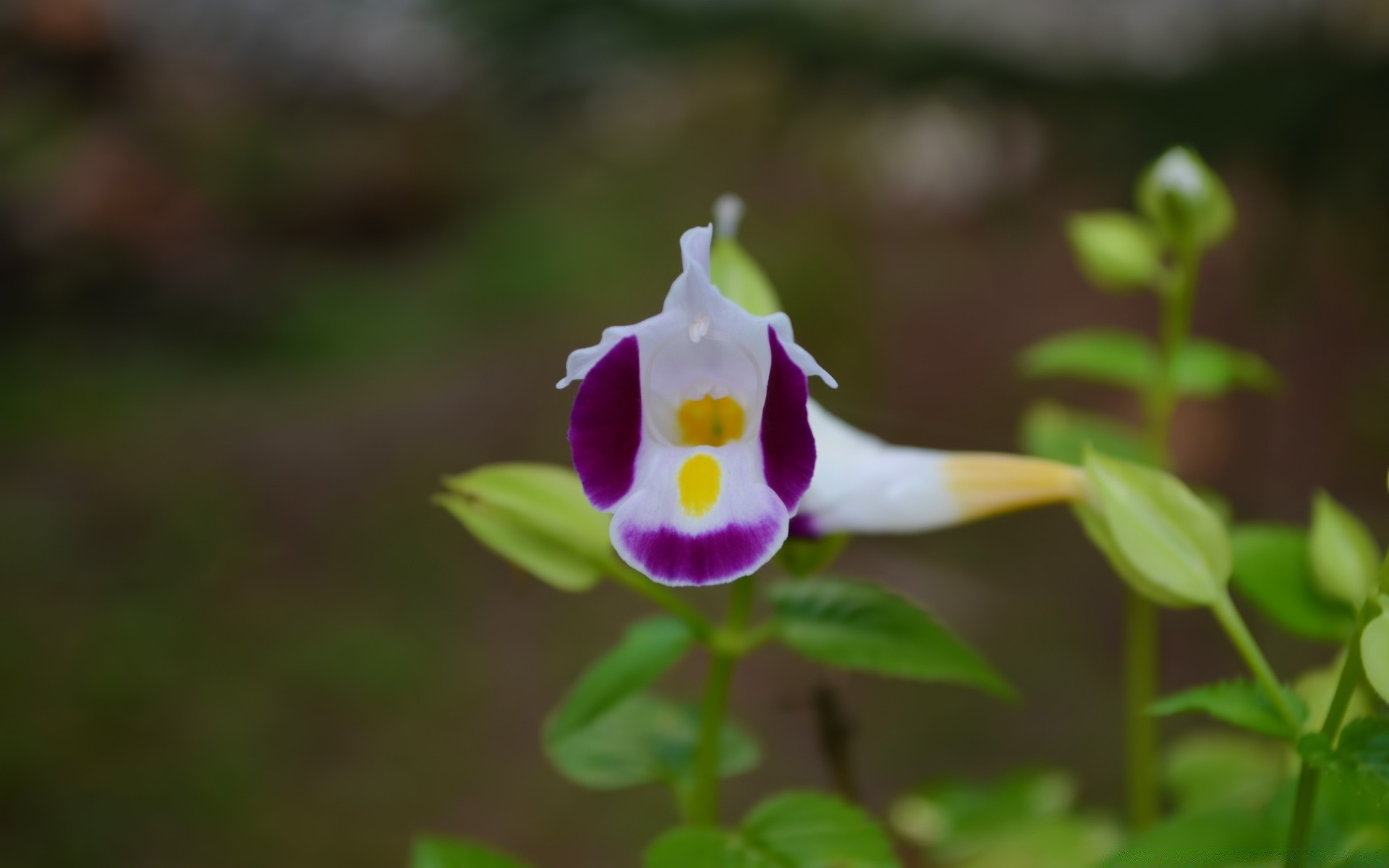 花 自然 花 叶 植物 花园 颜色 户外 夏季