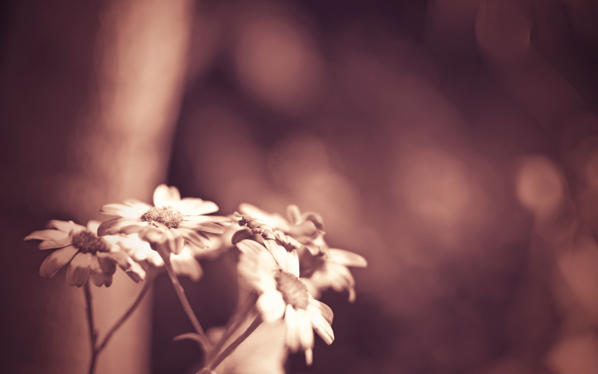 flowers flower blur nature flora monochrome leaf light dof still life garden summer