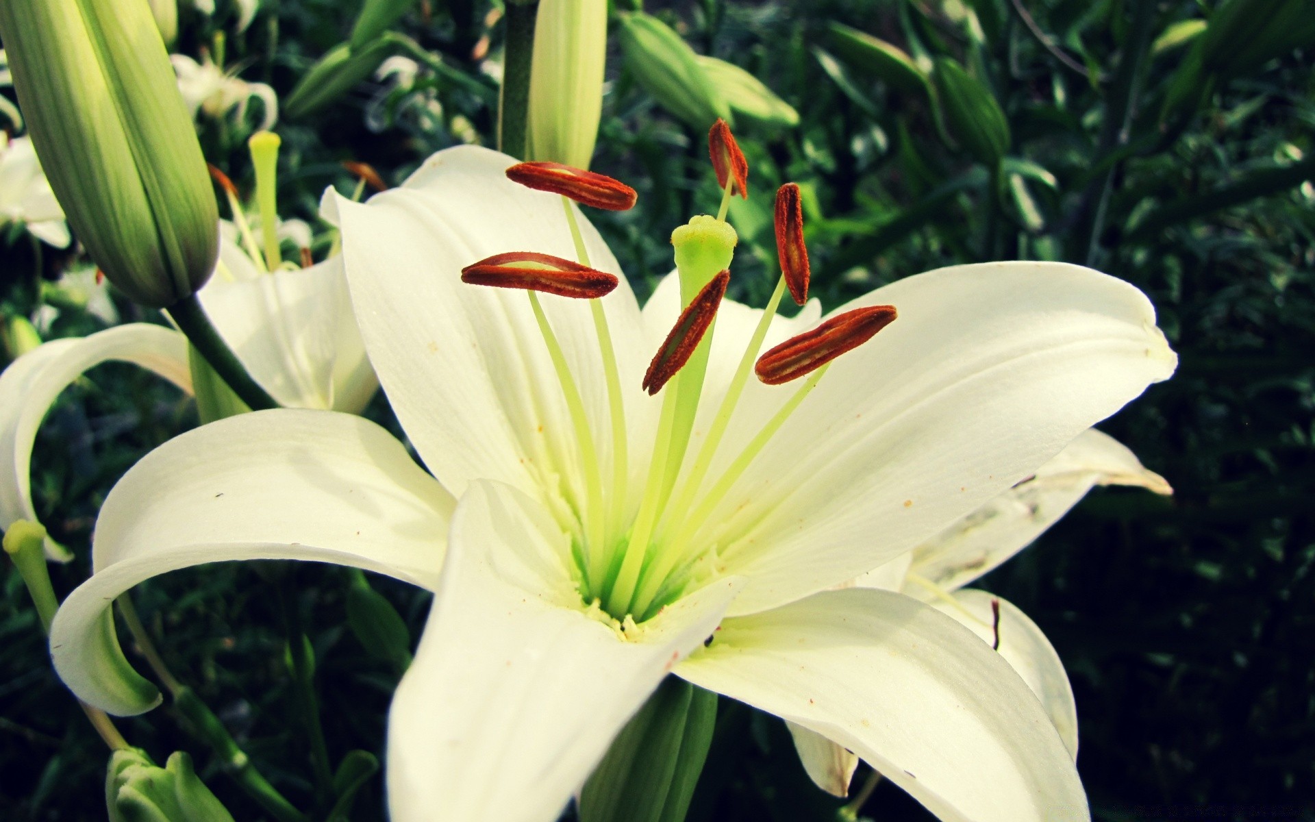 kwiaty kwiat natura flora ogród lily liść lato bluming na zewnątrz płatek