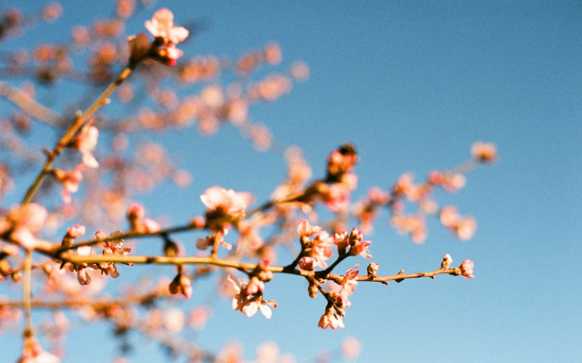 blumen baum zweig himmel natur im freien winter kirsche blume jahreszeit blatt blauer himmel gutes wetter flora kumpel sonne wachstum aprikose