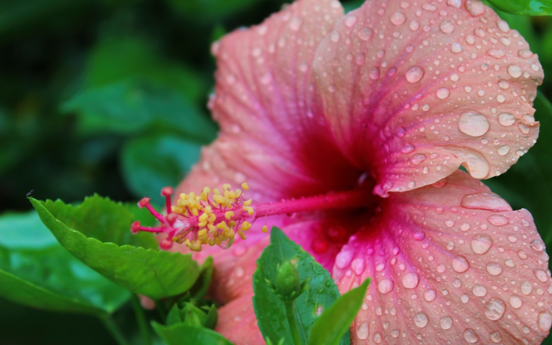 kwiaty kwiat natura flora liść hibiskus ogród lato zbliżenie kwiatowy kolor płatek bluming jasny wzrost