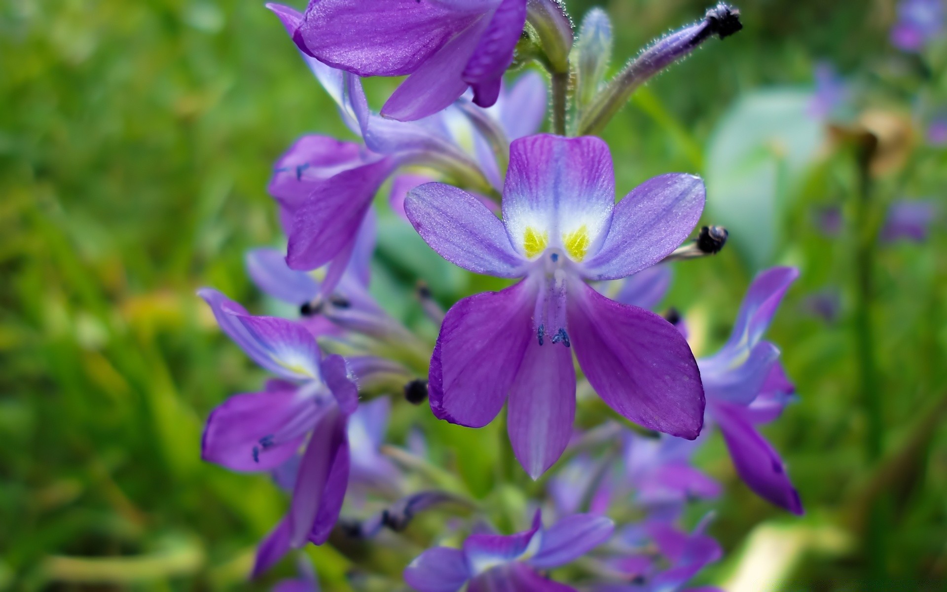 flowers nature flower flora garden leaf summer outdoors petal blooming floral violet color growth grass close-up hayfield beautiful park