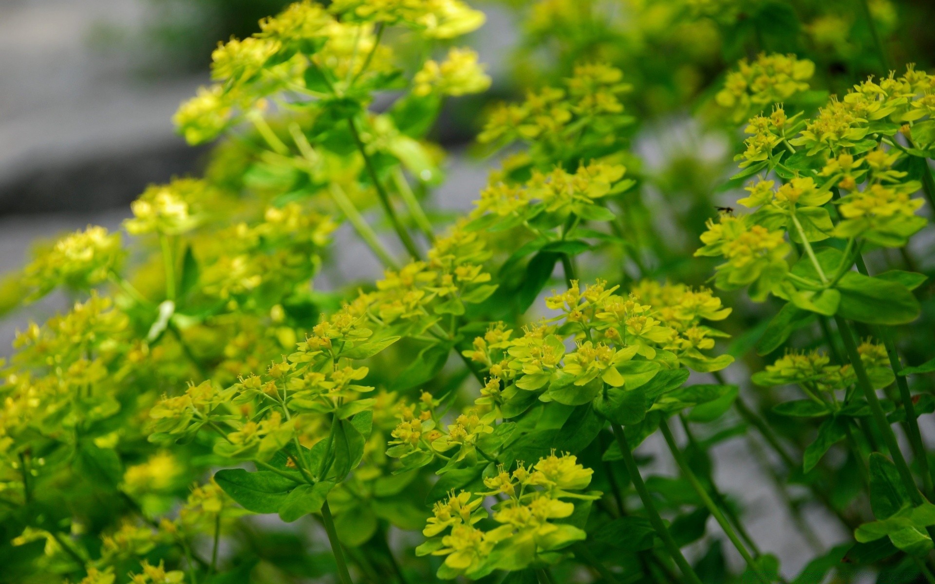 flowers leaf nature flora garden flower summer herb close-up grass herbal growth season floral botanical bright