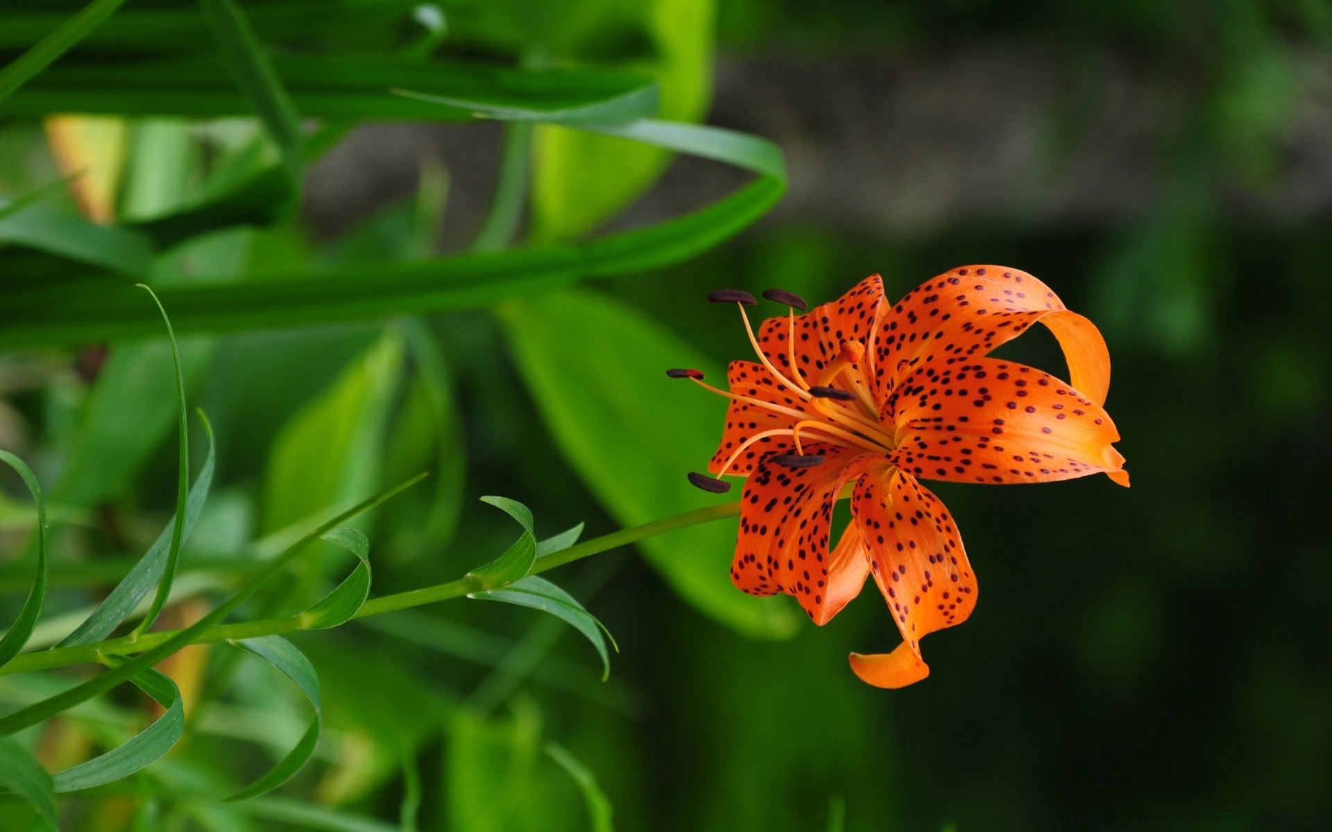 çiçekler doğa flora çiçek yaprak yakın çekim yaz bahçe renk güzel parlak çiçek canlı çiçek açan