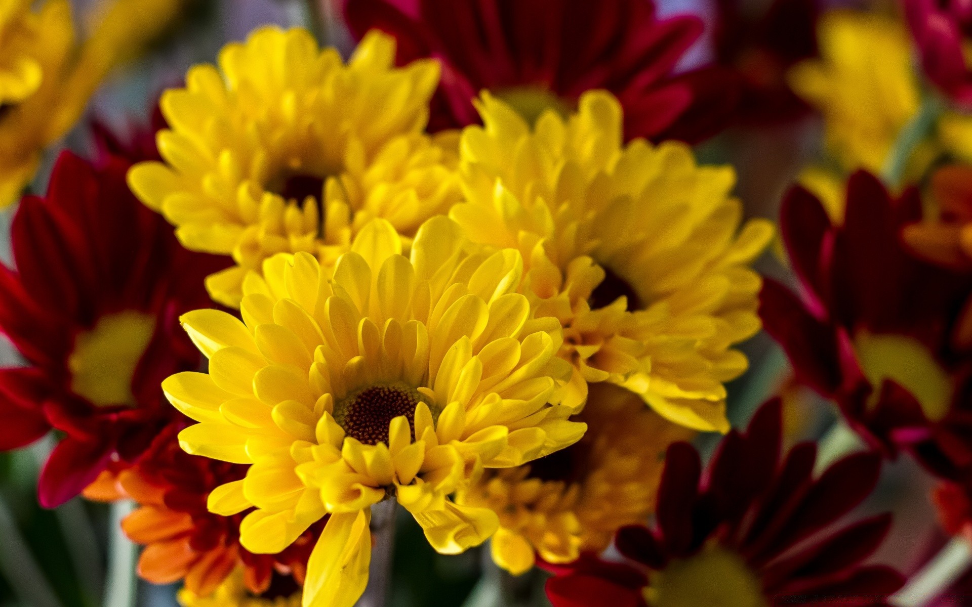 flowers flower nature flora color garden summer floral bright petal beautiful close-up leaf blooming bouquet decoration easter gift head season