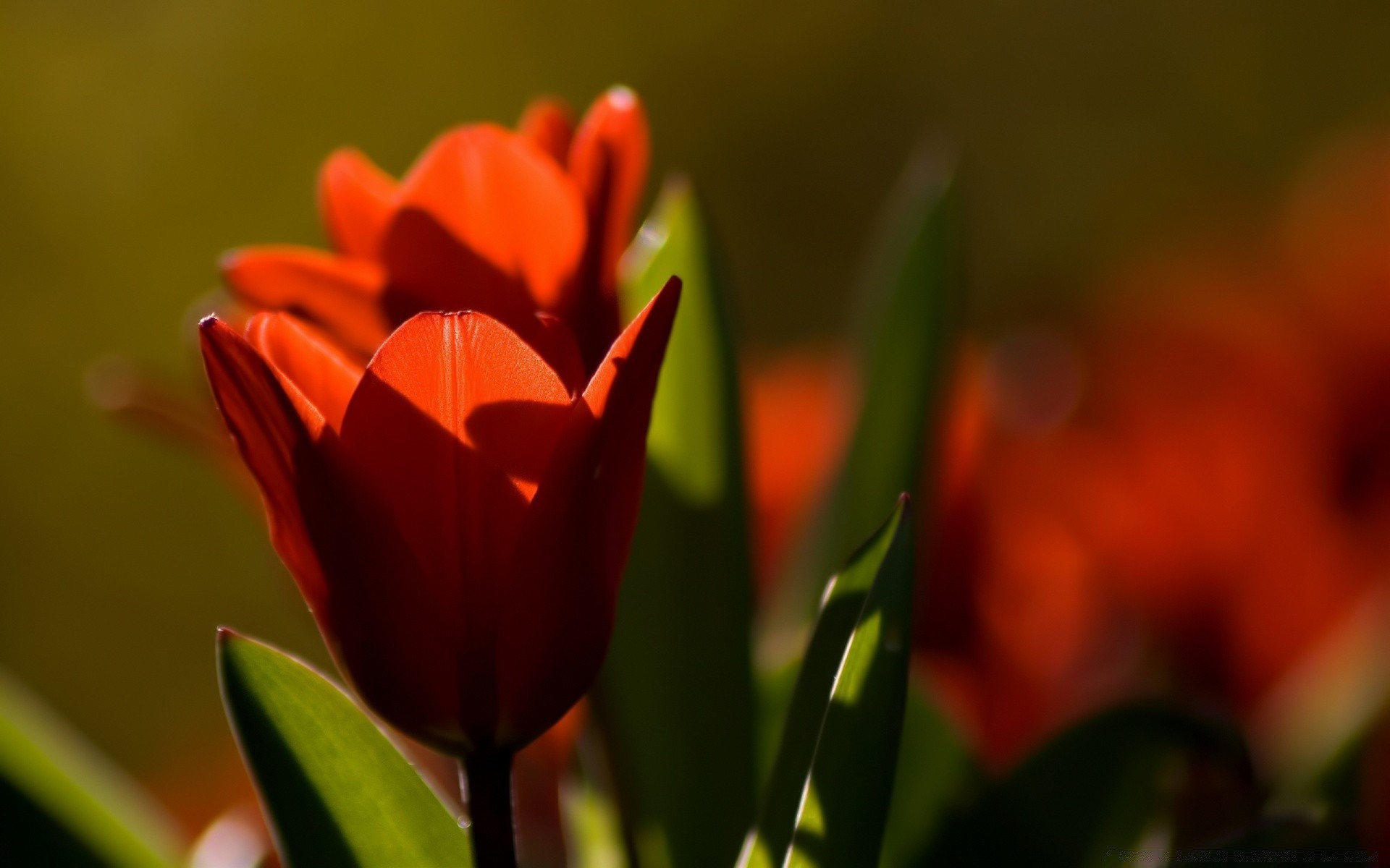 flores tulipán naturaleza flor flora hoja jardín pascua color verano crecimiento brillante desenfoque amor