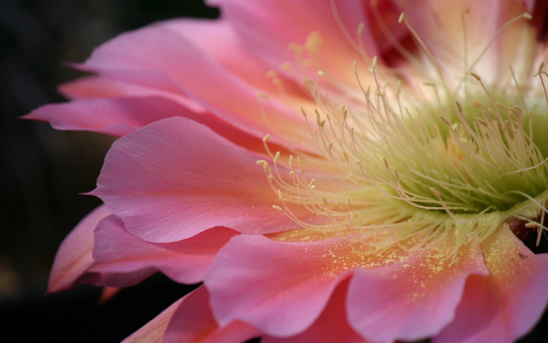 flowers flower nature flora garden leaf beautiful color summer blooming petal close-up floral bright