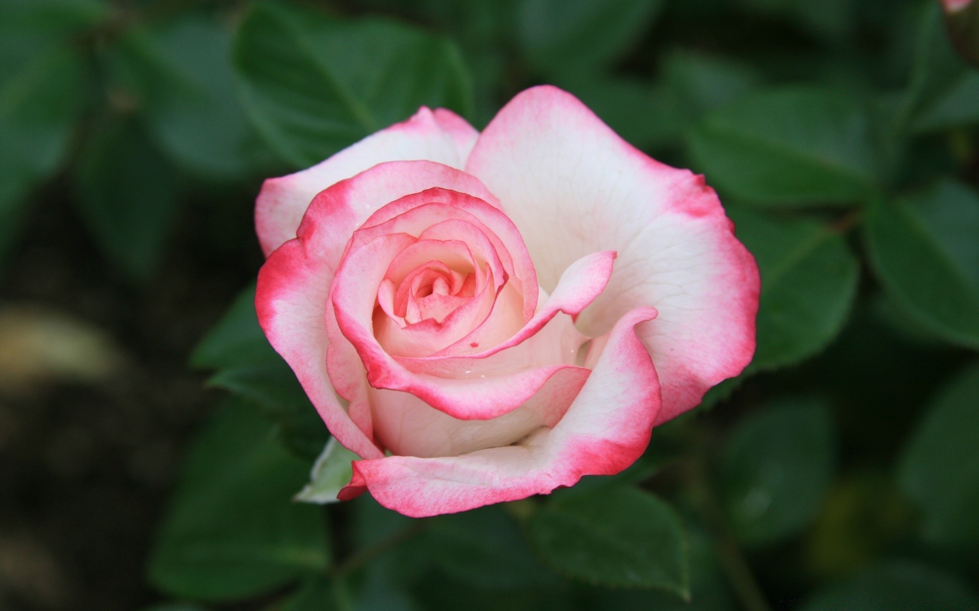 çiçekler çiçek gül yaprak petal flora doğa çiçek aşk çiçeklenme romantizm bahçe botanik yaz güzel