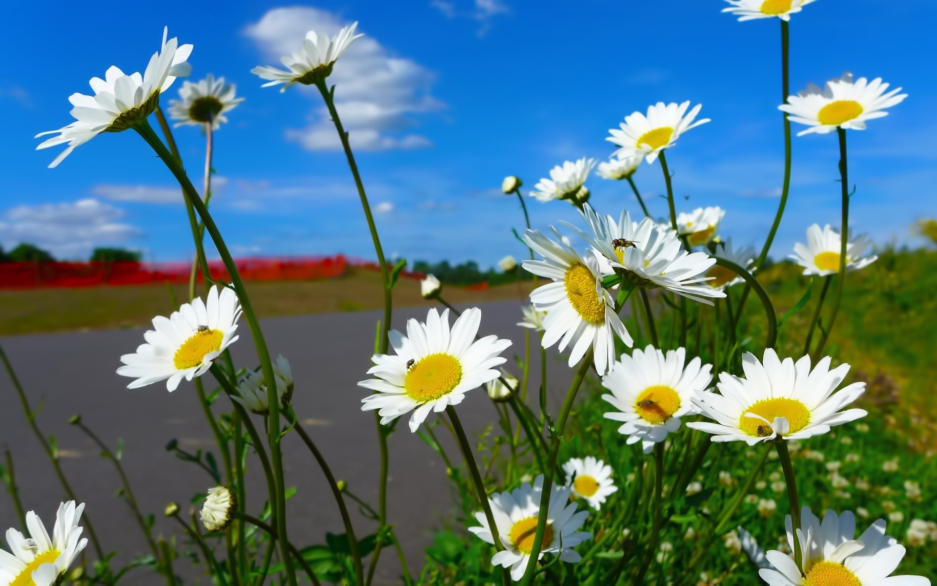 flowers flower nature summer flora field chamomile garden hayfield floral petal fair weather growth blooming sun bright color leaf