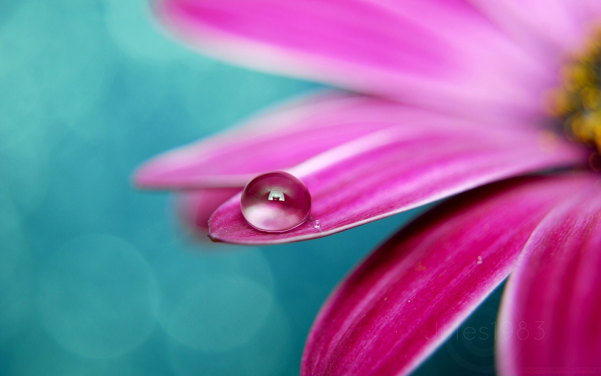 flowers flower nature color summer bright flora beautiful desktop garden close-up