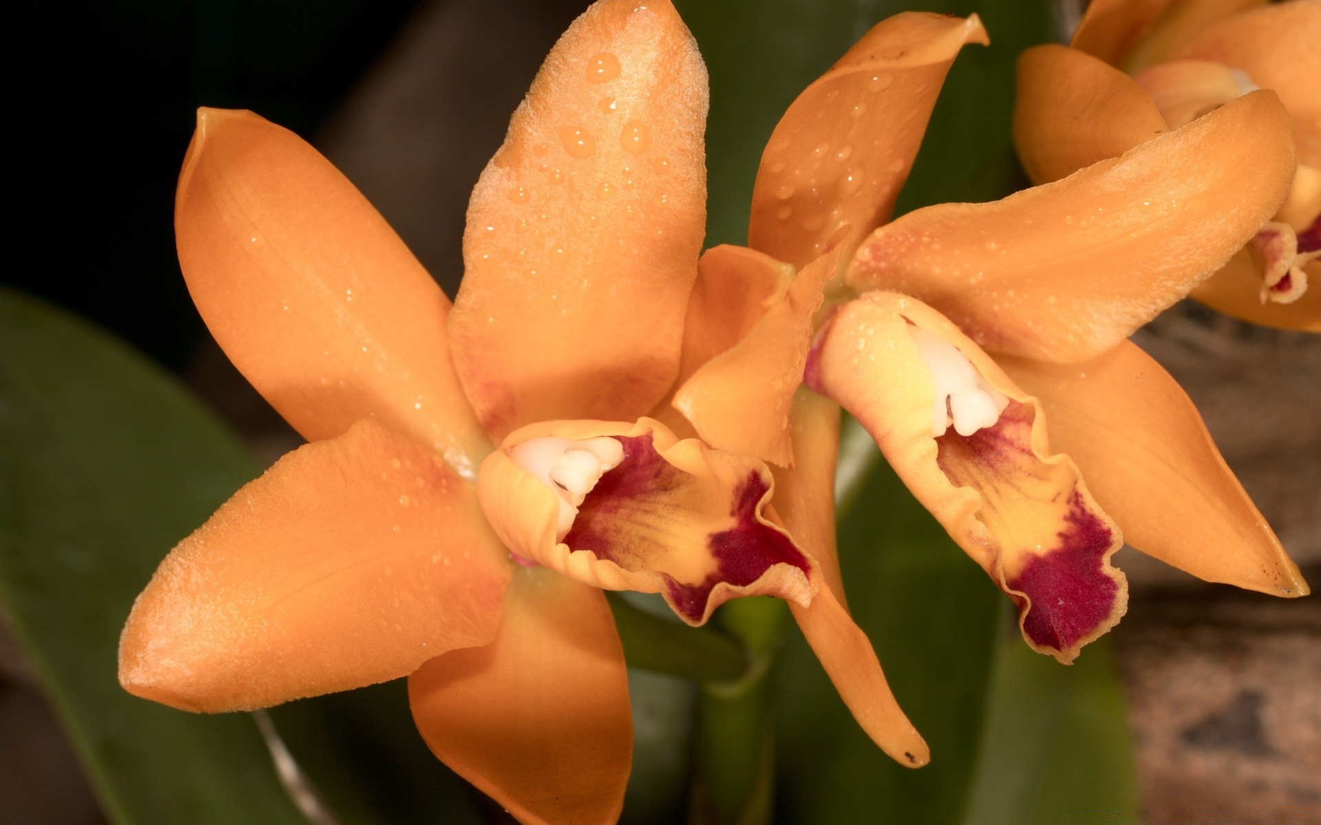 flowers flower tropical nature exotic flora orchids petal leaf delicate floral garden blooming