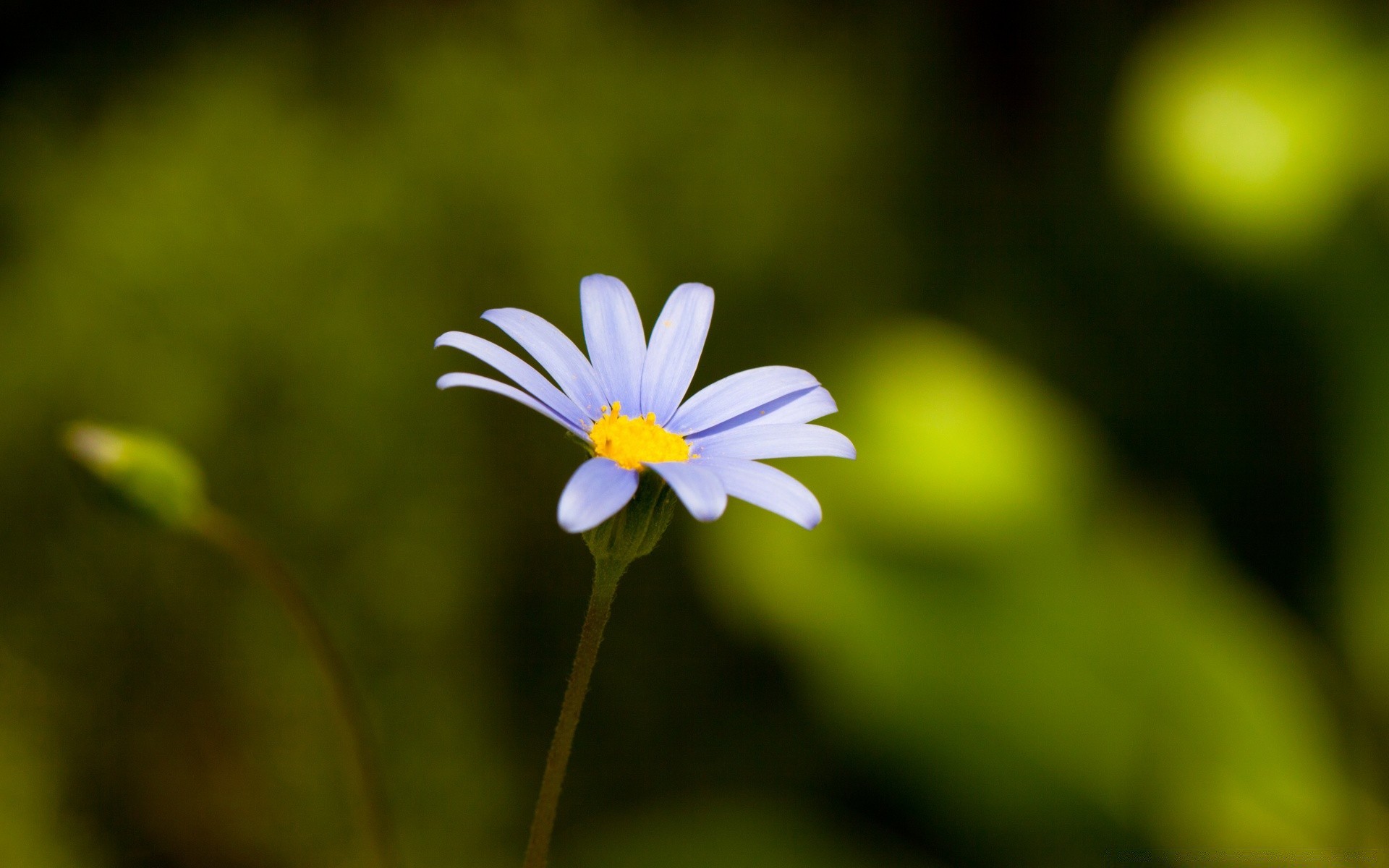 fleurs nature flou fleur feuille flore été croissance jardin couleur à l extérieur lumineux