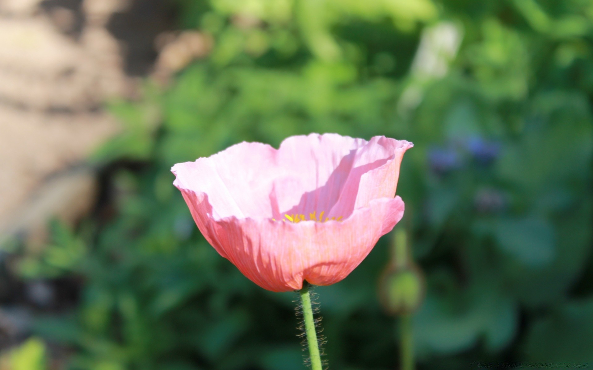 flowers flower nature flora summer leaf outdoors garden petal blooming floral bright growth beautiful color close-up fair weather