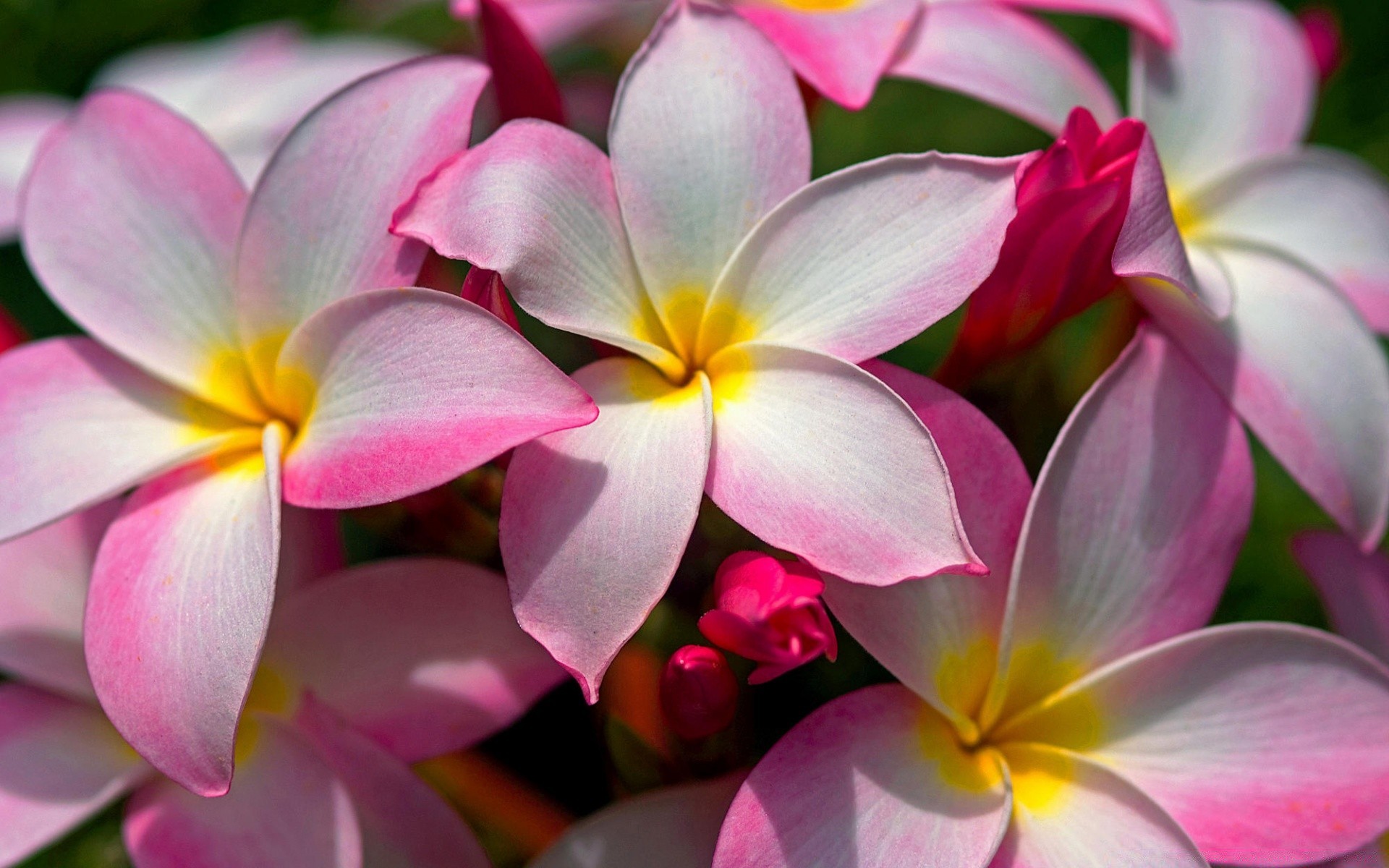 fleurs frangipanier plumeria fleur nature tropical pétale flore bluming jardin été aloha floral parfumé belle exotique feuille