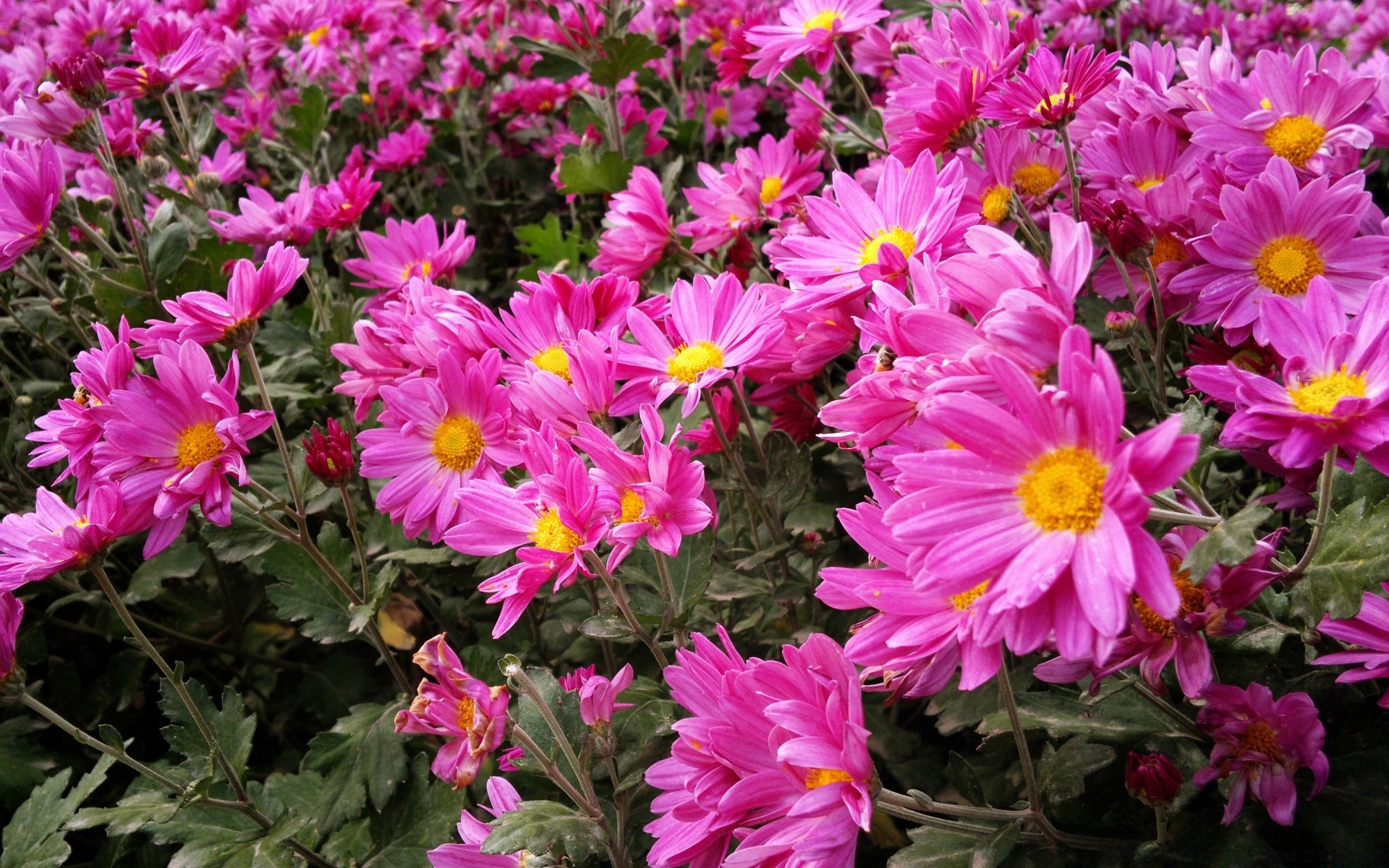 çiçekler çiçek doğa bahçe flora yaz çiçek açan petal çiçek yaprak renk parlak büyüme buket açık havada botanik güzel sezon çok yıllık alan