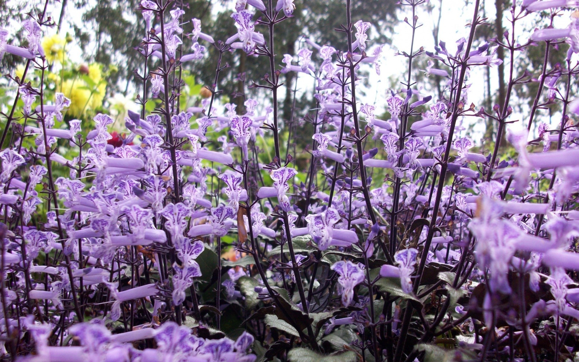 flowers flower flora nature garden leaf season summer floral blooming outdoors color petal environment field bright violet park growth beautiful