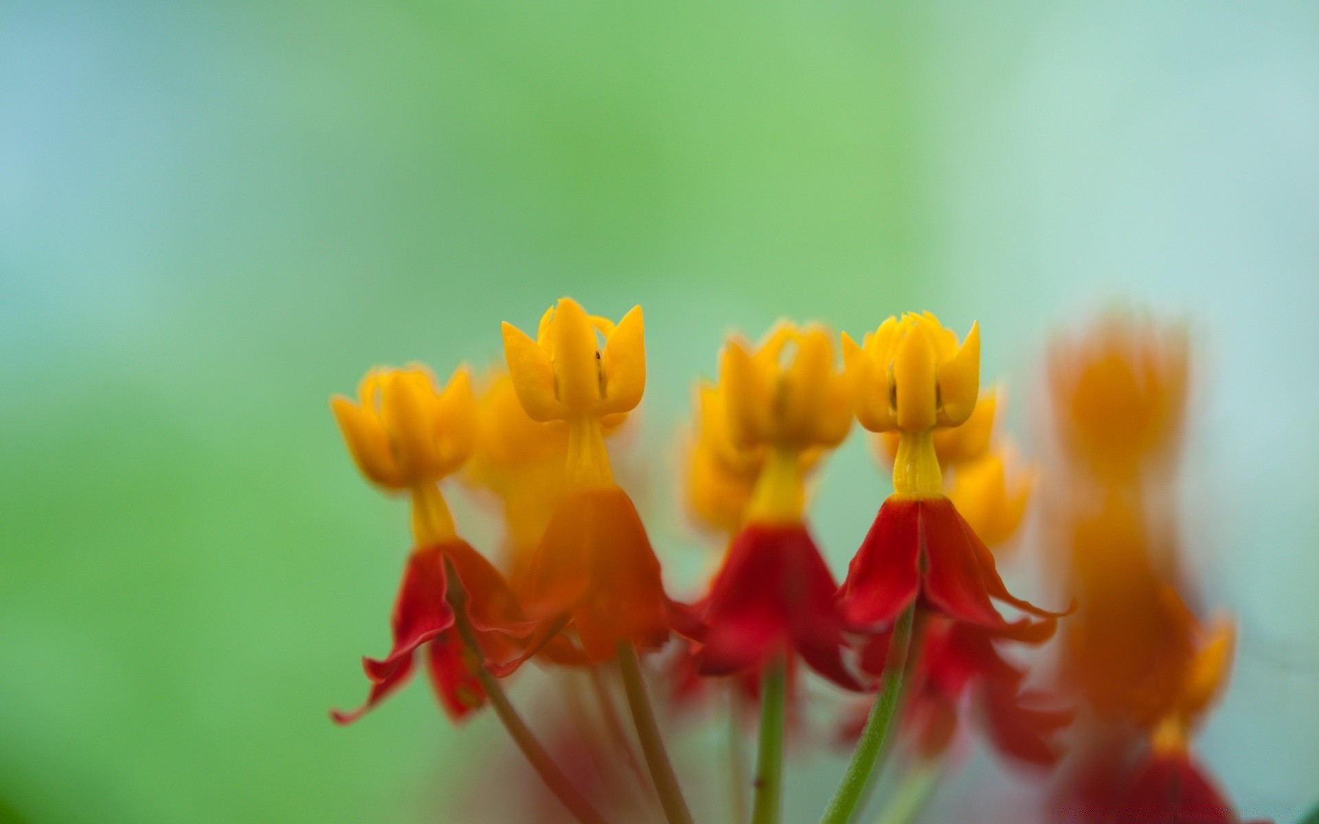 flowers nature flower flora tulip leaf bright summer garden blur growth color easter outdoors floral season petal blooming