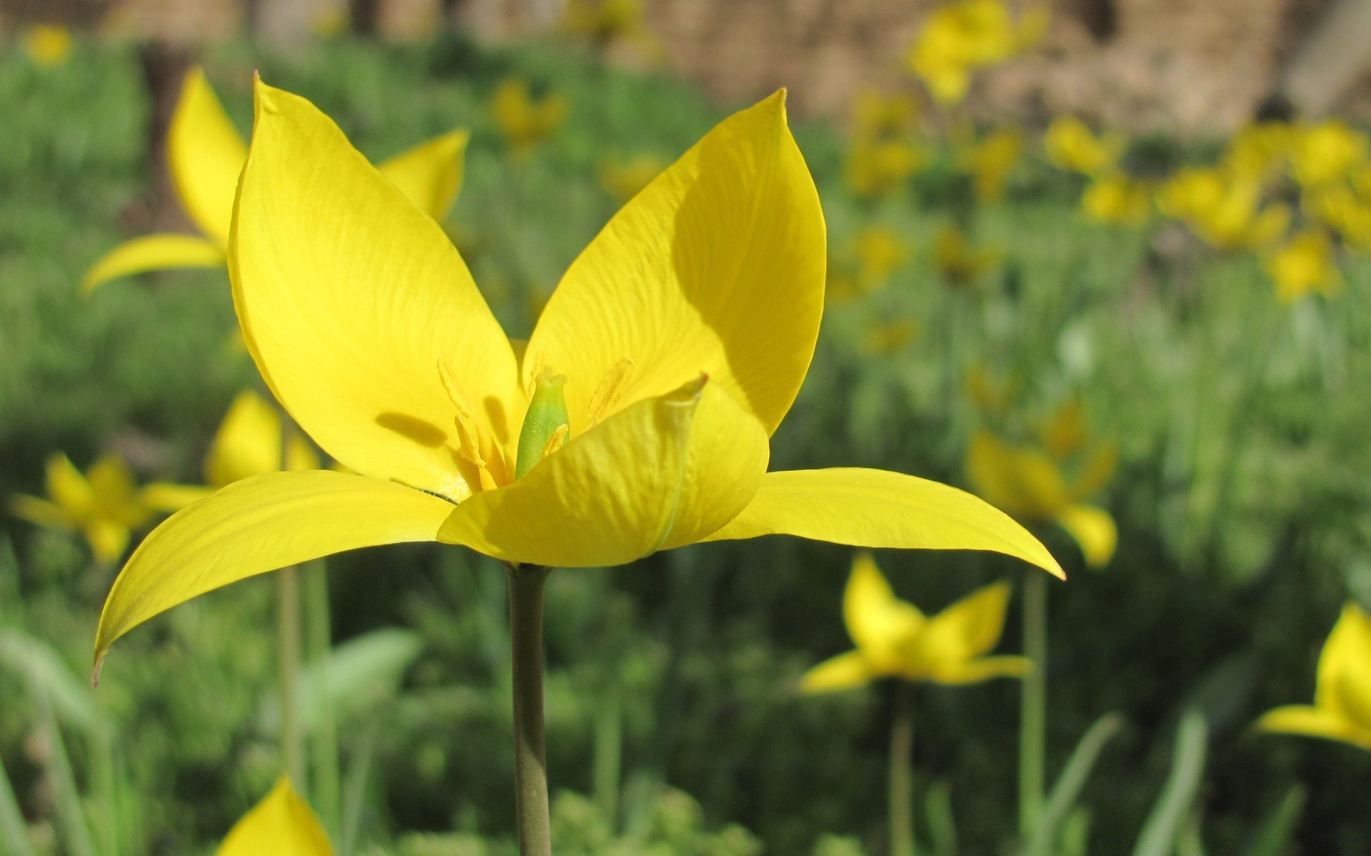 квіти природа квітка флора літо лист сад пелюстка яскравий блюмінг квіткові на відкритому повітрі поле сінокіс трава колір зростання гарну погоду