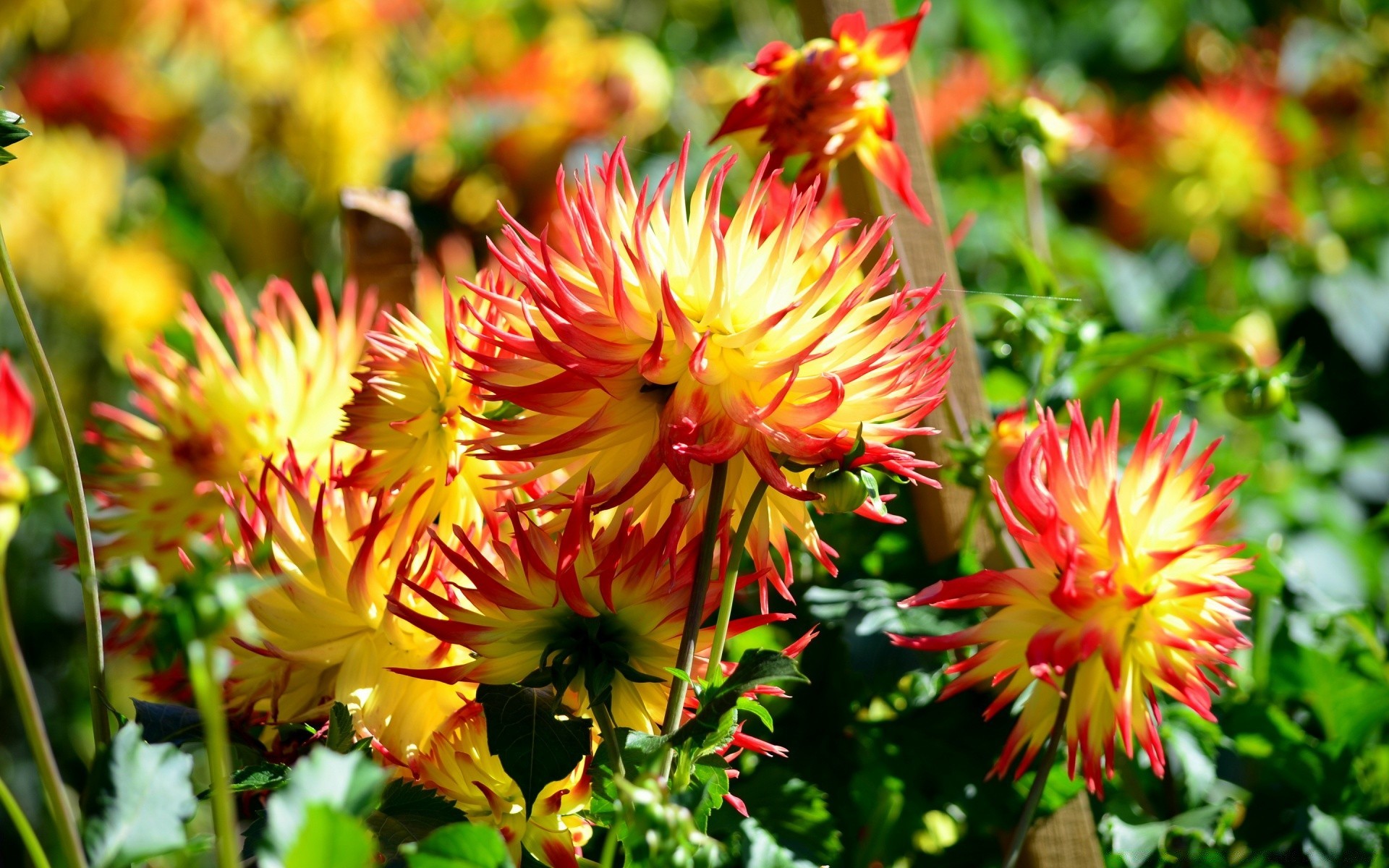 flowers nature flower flora garden summer leaf blooming color floral petal bright growth season outdoors vibrant close-up beautiful dahlia field