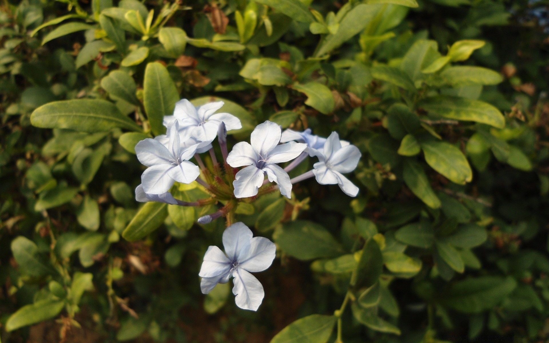 花 叶 植物群 自然 花 花园 特写 夏天 树 灌木 颜色 公园